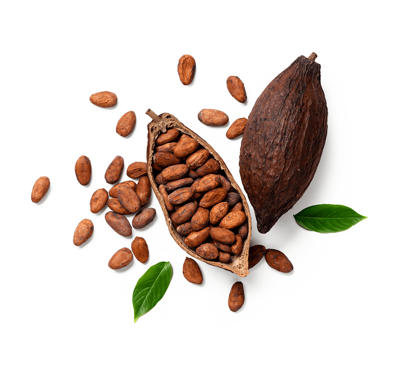 Cocoa plant and seeds